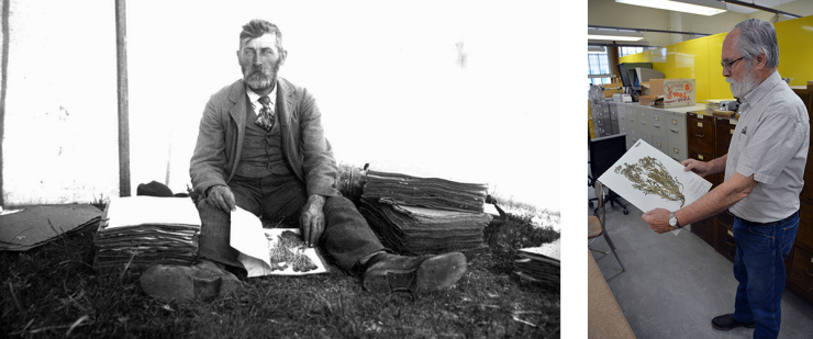 A historic image of Aven Nelson on a collection trip, surrounded by specimens next to an image of a staff member at the Herbarium posing with one of the specimens from that trip.