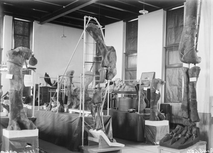 A display of dinosaur bones in the original natural history collection kept in Old Main. Early 20th century.